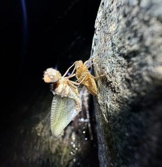 image12